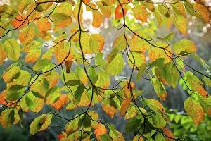 Peaks: Backlit branch with golden leaves, Peaks Of Otter