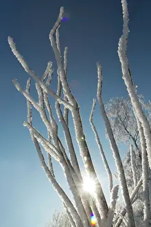 Twigs: Backlit frosted twigs covered with ice crystals against a br