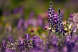 Lupine: Backlit lupine flowers, Glacier National