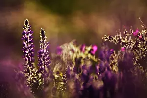Lupine: Backlit lupine flowers, Glacier National