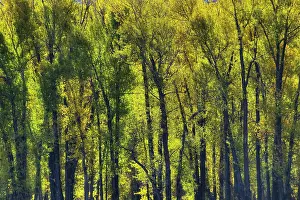 Tetons: Backlit Plains Cottonwood Trees in Autumn (Fall) colour