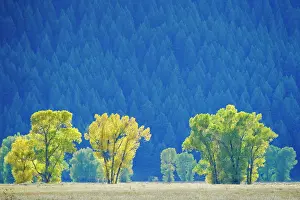 Tetons: Backlit Plains CottonwoodGrand Tetons National