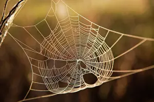 Mission: Backlit spider web at sunrise in the Mission
