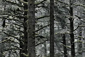 Kodiak: Backlit trees covered with mosses in the pacific rainforest