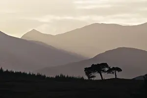 Isolation: Backlit trees and hill-ridges around the western