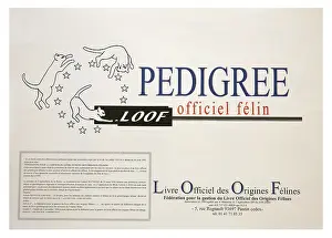 Gesture: Backlog for pedigree cats