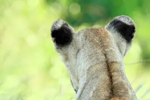 Communicating: Lion