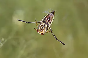 Channel: Backswimmer