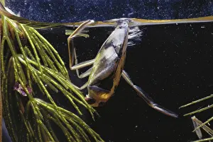 Hemipteran: Backswimmer