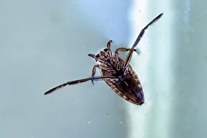 Backswimmers: Backswimmer - in pool