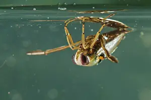 Backswimmers: Backswimmer underwater