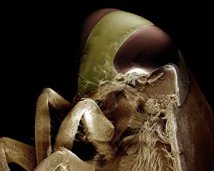 Backswimmers: Backswimmer / Water Boatman