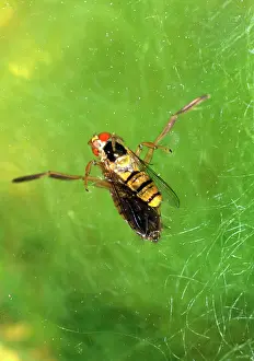 Hoverflies: Backswimmer / Water Boatman - feeding on hoverfly