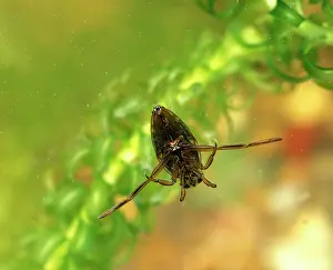 Backswimmers: Backswimmer / Water Boatman - floating on water