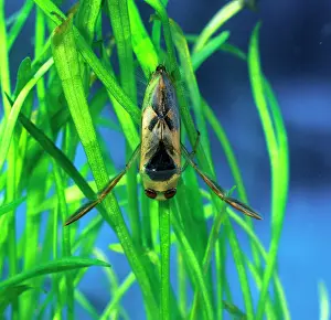 Backswimmers: Backswimmer / Water Boatman - resting on waterplants