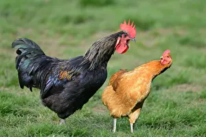 Backyard: Backyard Rooster and Hen, Northern Vosges Regional