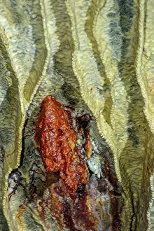 Humidity: Bacteria colony profite damp seepage in a cave