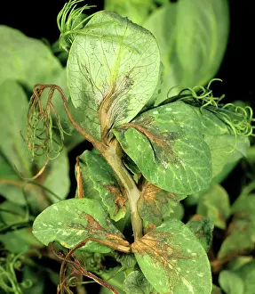 Pisum: Bacterial blight on Pea