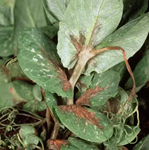Pisum: Bacterial blight on pea