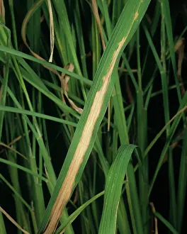 Streak: Bacterial blight of Rice