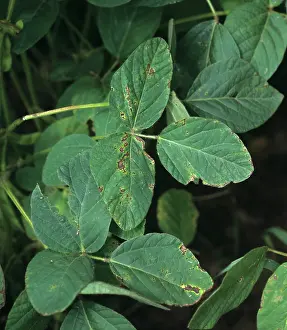 Soya: Bacterial blight on soy bean