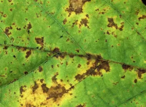 Soya: Bacterial blight on soya foliage