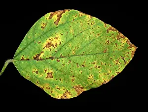 Soya: Bacterial blight on soya foliage