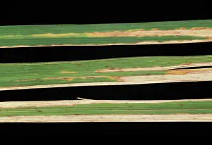 Streak: Bacterial blight symptoms on Rice leaves