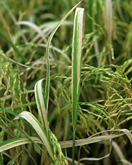 Severe: Bacterial blight (Xanthomonas oryzae)