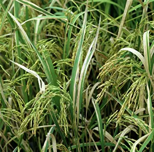 Severe: Bacterial blight (Xanthomonas oryzae)