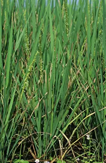 Maturing: Bacterial blight (Xanthomonas oryzae)