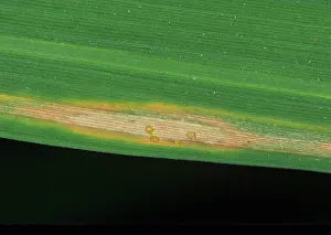 Cell: Bacterial blight (Xanthomonas oryzae)