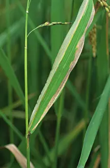 Severe: Bacterial blight (Xanthomonas oryzae)