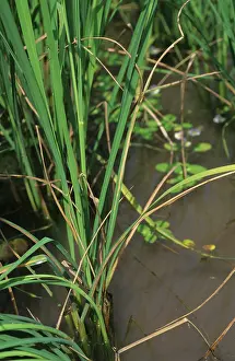 Bacterial: Bacterial blight (Xanthomonas oryzae)