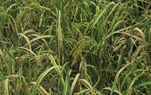 Severe: Bacterial blight (Xanthomonas oryzae) in rice