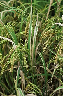 Severe: Bacterial blight (Xanthomonas oryzae) in rice