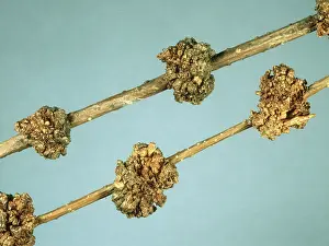 Bacterial: Bacterial Bunching Galls on Forsythia