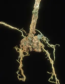 Bacterial: Bacterial canker on Rose