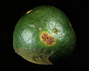 Bacterial: Bacterial canker (Xanthomonas citri)