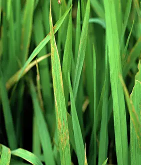 Streak: Bacterial leaf streak