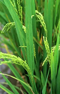 Streak: Bacterial leaf streak