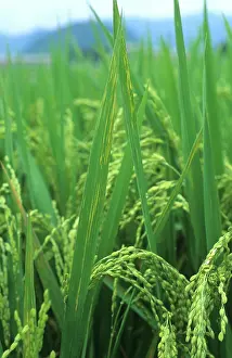 Streak: Bacterial leaf streak