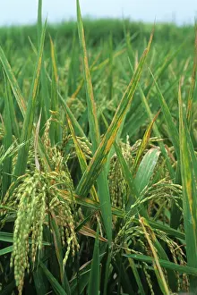 Streak: Bacterial leaf streak
