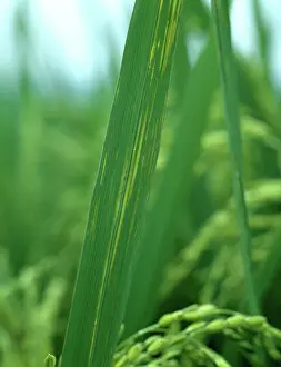 Streak: Bacterial leaf streak (Xanthomonas oryzicola)