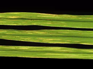 Streak: Bacterial leaf streak (Xanthomonas oryzicola)