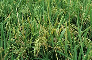 Severe: Bacterial leaf streak (Xanthomonas oryzicola)