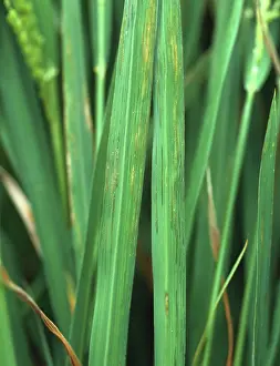 Streak: Bacterial leaf streak (Xanthomonas oryzicola)