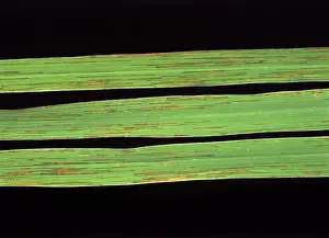 Streak: Bacterial leaf streak (Xanthomonas oryzicola)