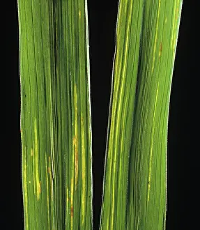 Streak: Bacterial leaf streak (Xanthomonas oryzicola)