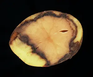 Bacterial: Bacterial rot